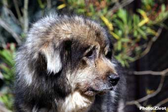 Seka 11 years