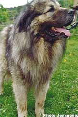 Taras 5 ans