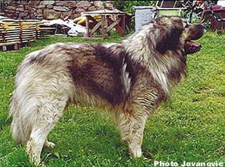 Taras 5 ans
