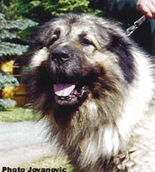 Taras 4 ans