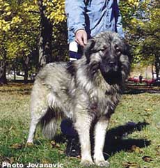 Taras 2 ans