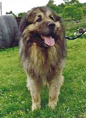 Taras 5 ans
