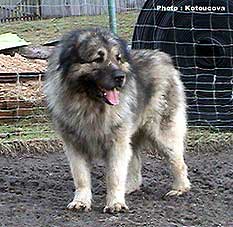 Taras 7 ans