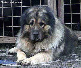 Taras 7 ans