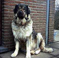 Veca 6 ans