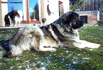 Veca 6 ans
