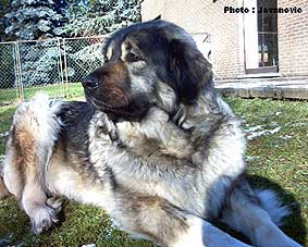 Veca 6 ans
