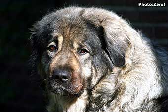 Veca 8 years
