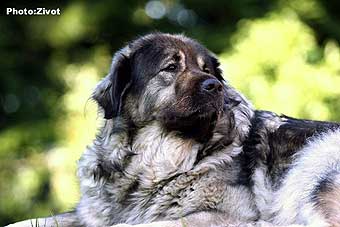 Veca 8 years