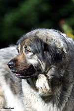 Veca 8 years