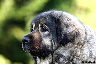 Veca 8 years
