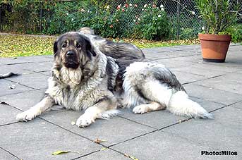 Veca 8 years