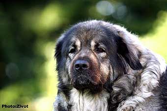 Veca 8 years