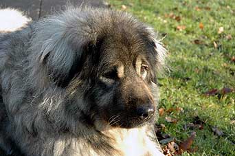 Veca 9 years