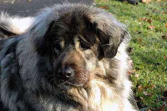 Veca 9 years