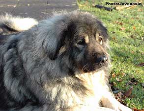 Veca 9 years