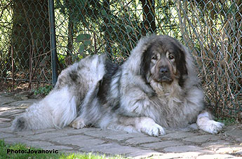 Veca 9 ,5 years