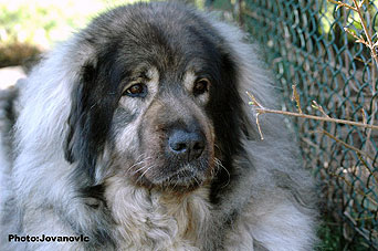 Veca 9 ,5 years
