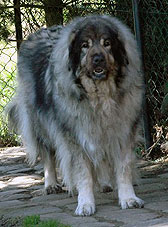Veca 9 ,5 years