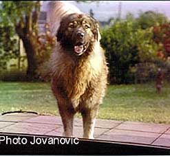 VOUTCHKO 1,5 AN