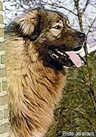 VOUTCHKO