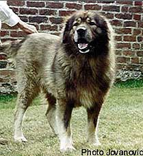 VOUTCHKO 10 ANS