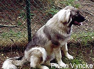 Yagoda 06/00