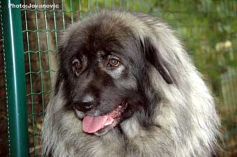Yagoda 6,5 years