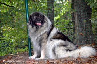 Yagoda 6,5 years