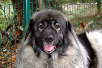 Yagoda 6,5 years