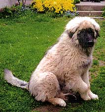 Yak 3 months