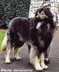 Yak 2 years