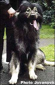 Yak 2 years