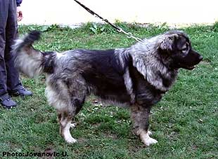 Kiko