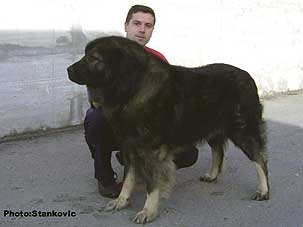 Munjo