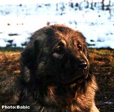Mrki-danas