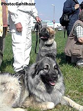 Cakana & Dragan