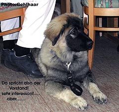 Dragan