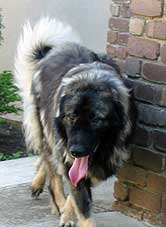 SHARPI 1,5 years