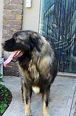 SHARPI 1,5 years