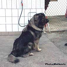 Soprano