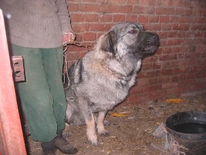 Goga (Lun IV x Britina cerka)