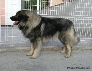 Atlas-Murko