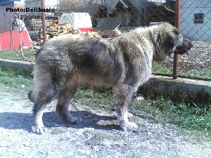 Pasha 7,5 years