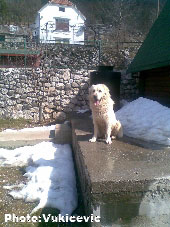 Volano