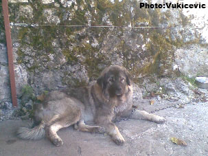 Gama (Klej x Wera)