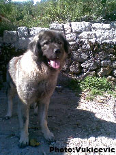 Gama