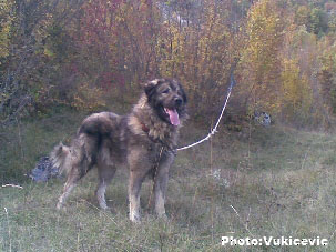 Vihor (Sapi x Mitra)