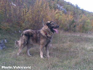 Vihor