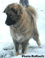 Sarplaninac Irina